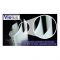 Светильник LED Violux Fit 600мм 20W 6000K IP20